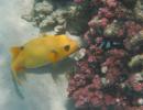 Yellow Boxfish - my favorite